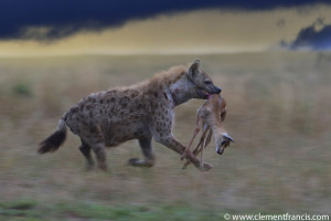 Hyena with prey